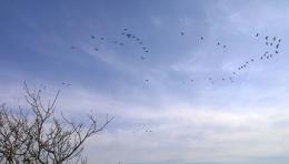 Geese fly in